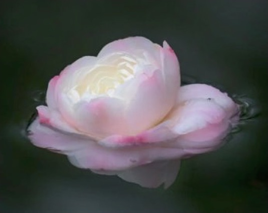 Camellia Reflection, Laurie Schaerer, Photography, $65 (Online Only)