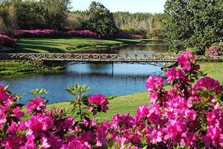 bellingrath azaleas