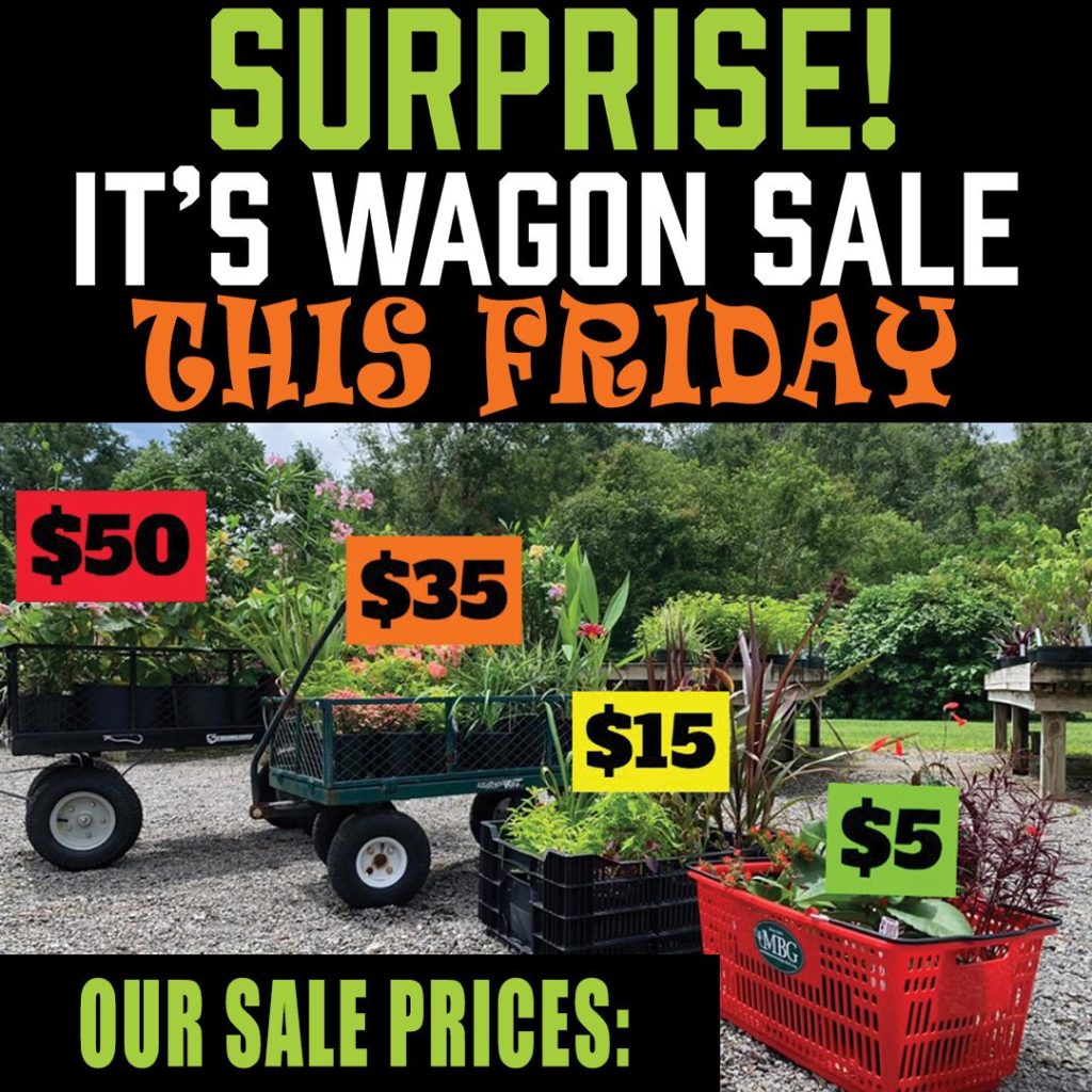 surprise its wagon sale graphic