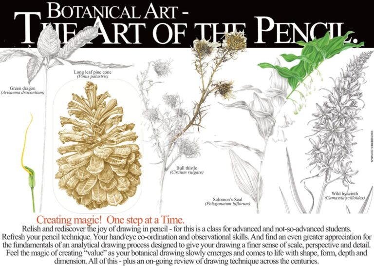 Botanical Art- The Art of the Pencil Graphics of Green dragon plant, long leaf pine cone, Bull thistle, Solomon's Seal plant, and Wild hyacinth. Creating magic! One step at a Time. Relish and rediscover the joy of drawing in pencil - for this is a class for advanced and not-so-advanced students. Refresh your pencil technique. Your hand/eye co-ordination and observational skills. And find an even greater appreciation for the fundamentals of an analytical drawing process designed to give your drawing a finer sense of scale, perspective and detall. Feel the magic of creating "value" as your botanical drawing slowly emerges and comes to life with shape, form, depth and dimension. All of this - plus an on-going review of drawing technique across the centuries.