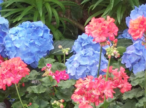 Blue and Pink hydrangeas at Bellingrath Gardens