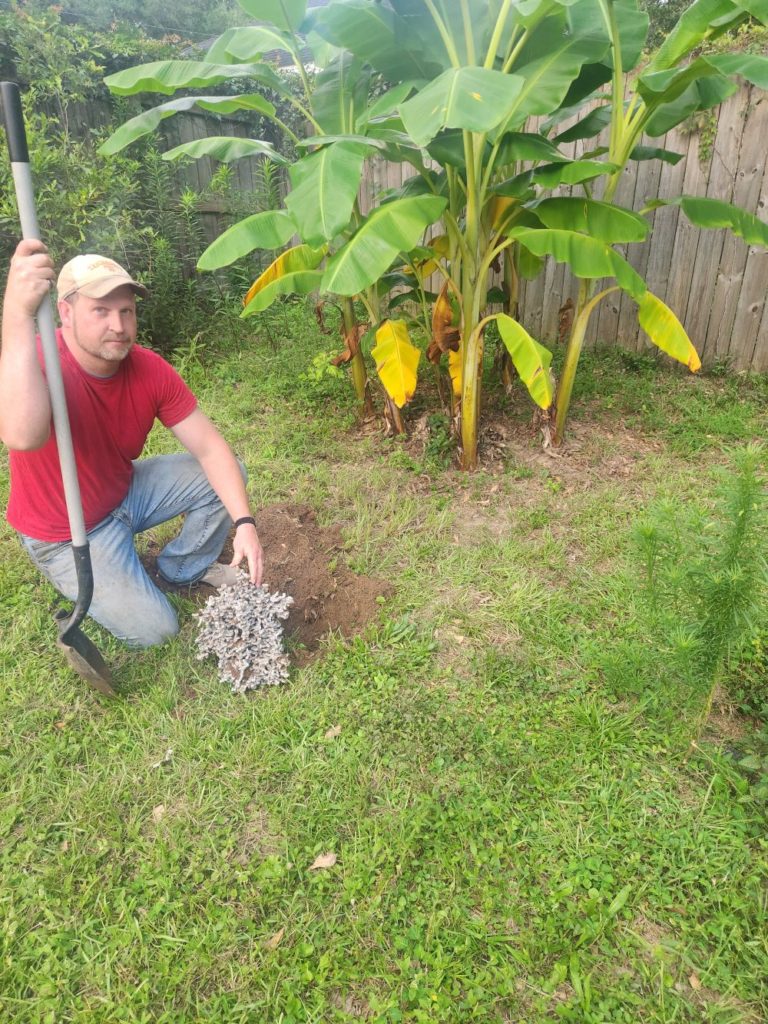 Cae Thornton casting fire ant hills with aluminum to create works of art