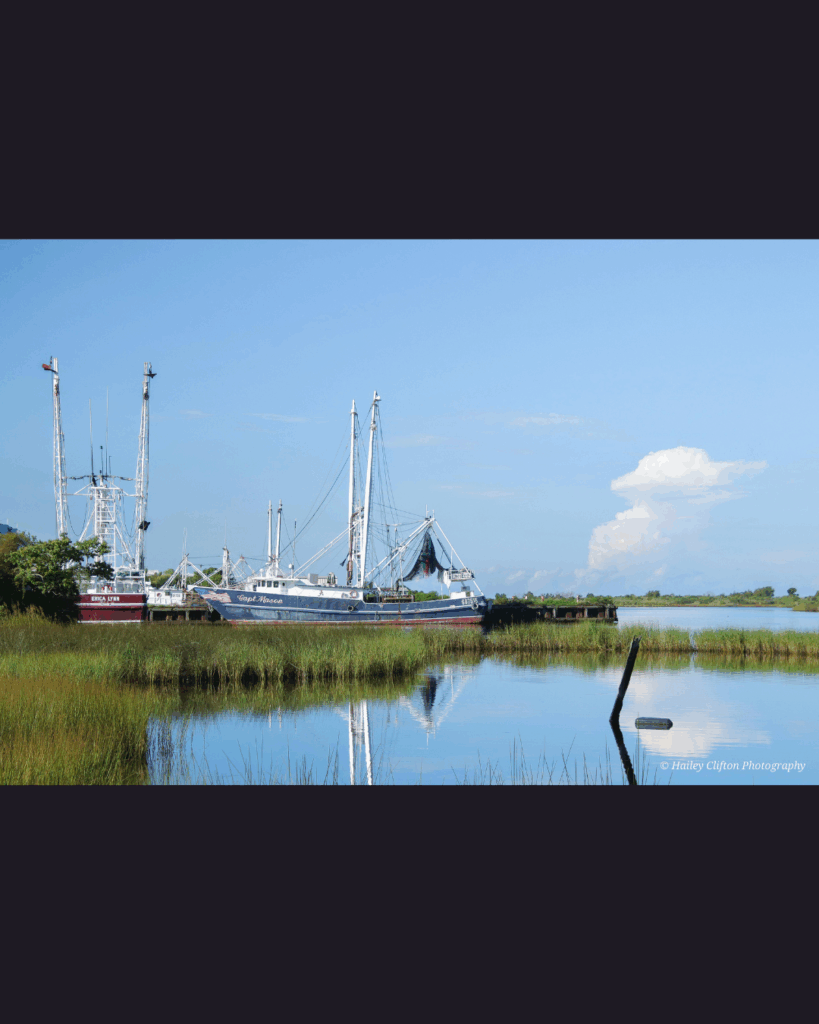 Fine art photography by Hailey Clifton, gulf coast wildlife and fauna
