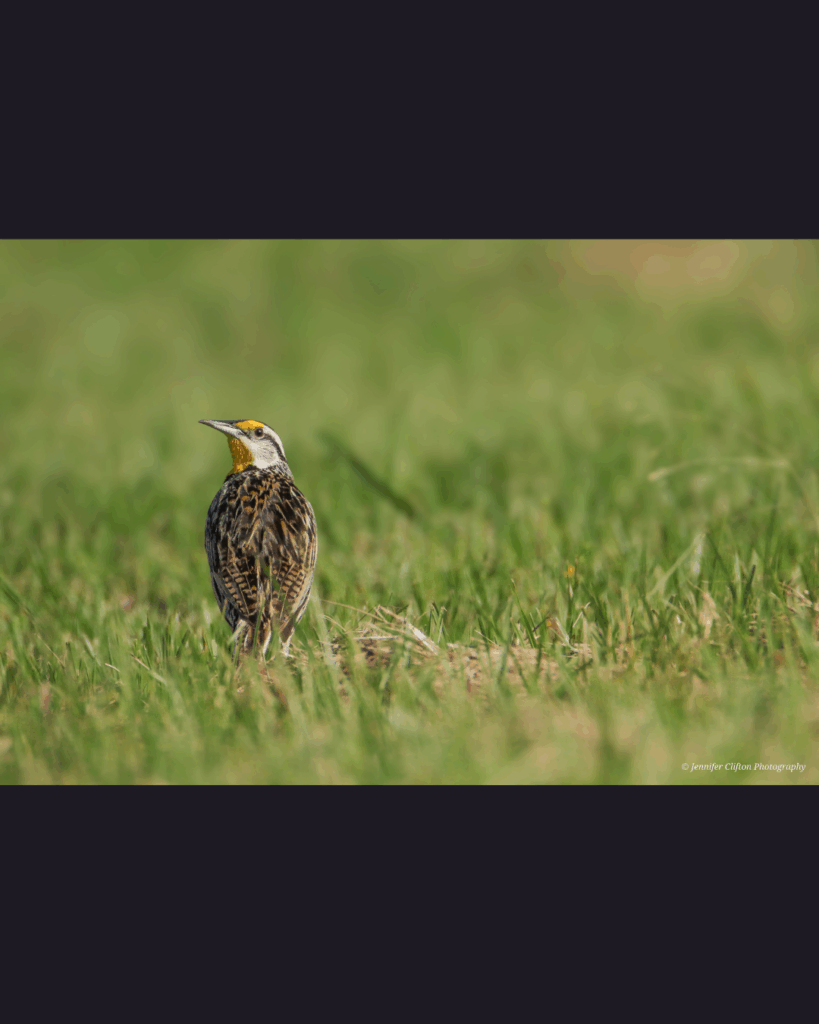 Fine art photography by Jennifer Clifton, gulf coast wildlife and fauna