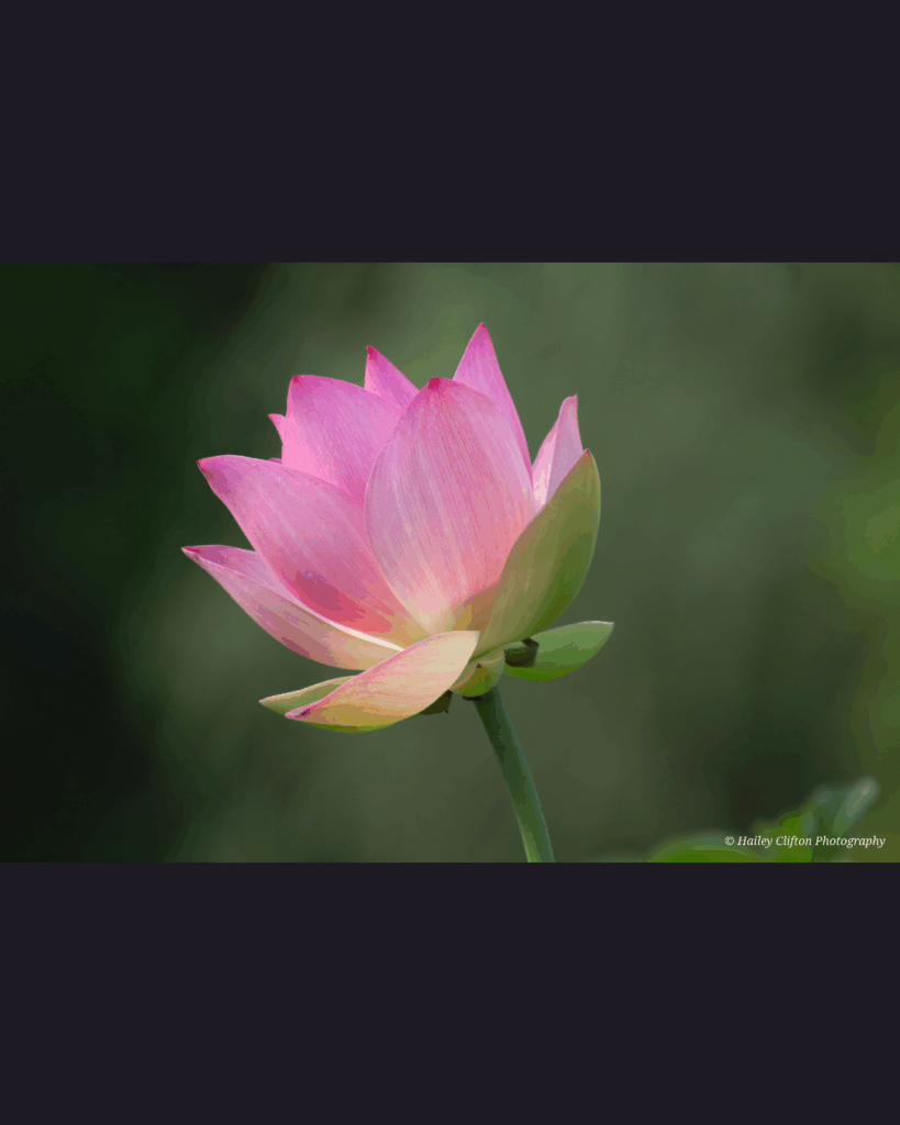 Fine art photography by Hailey Clifton, gulf coast wildlife and fauna