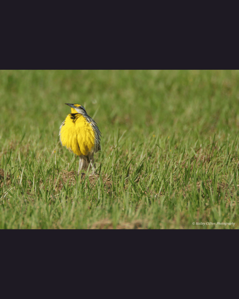 Fine art photography by Hailey Clifton, gulf coast wildlife and fauna
