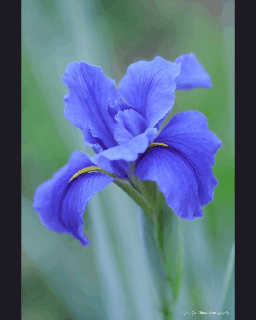Fine art photography by Jennifer Clifton, gulf coast wildlife and fauna